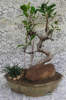 ficus tree bonsai ahmedabad