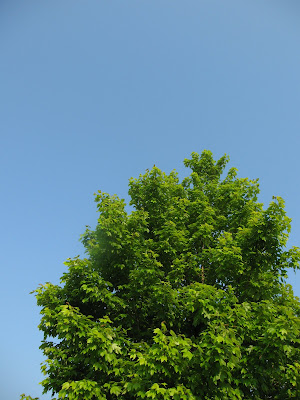 Blue sky and green tree