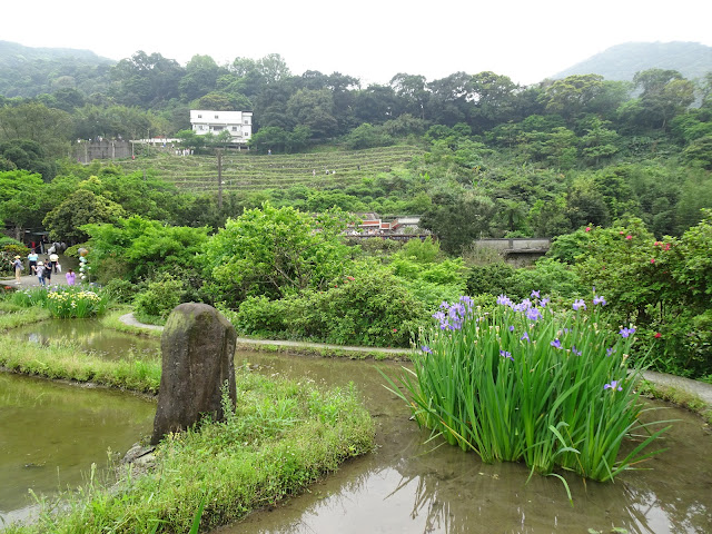 新北市石門區 - 20240414嵩山百年梯田鳶尾花盛開