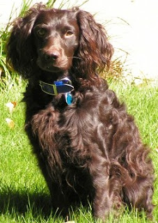 Boykin Spaniel Dog Picture