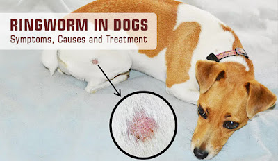 Ringworm in Dogs Symptoms, Causes and Treatment | DiscountPetCare