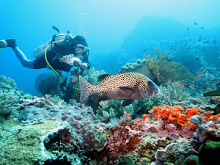 Nusa Lembongan Diving 