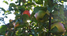 Et godt valg af æbletræ til villahaven. Smukt og rigtbærende træ