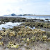 Coral Bleaching in Terumbu Semakau