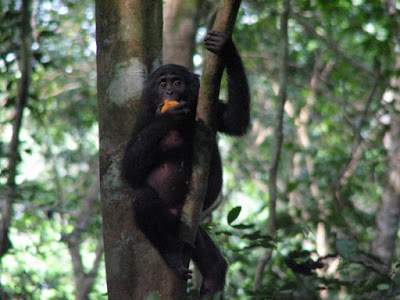 A bonobo, formerly called a pygmy chimpanzee, is eating fruit in the Democratic Republic of the Congo. Bonobos, chimps, gorillas and humans have all evolved their own gut microbes based on an ancestral gut flora in our most recent common ancestor. Credit: Alexander Georgiev photo, courtesy of Science