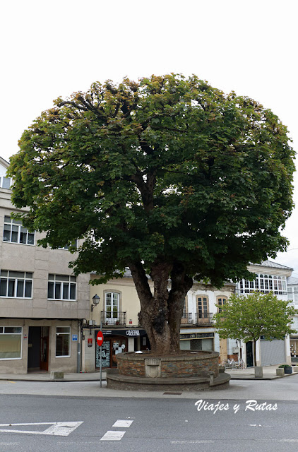 Árbol Pravia en Villalba