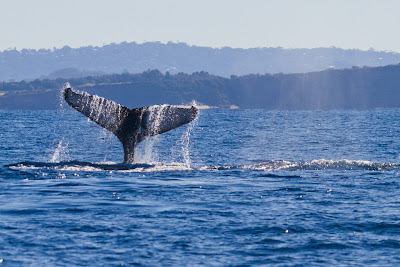 A Humback Whale dives