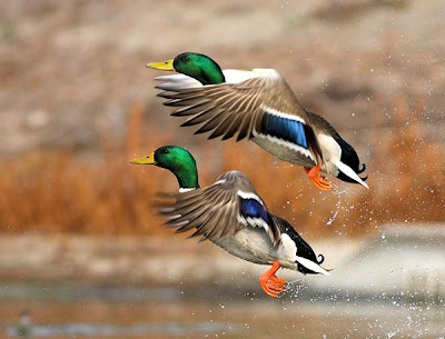 the Birds Splash of Colors