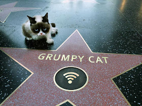 Funny cats - part 81 (40 pics + 10 gifs), cat pics, grumpy cat walk of fame