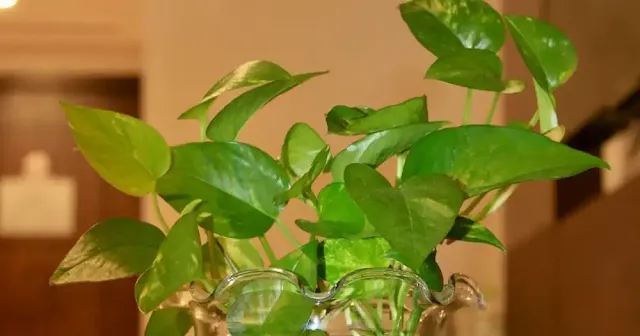 Golden Pothos - plant for  bathroom