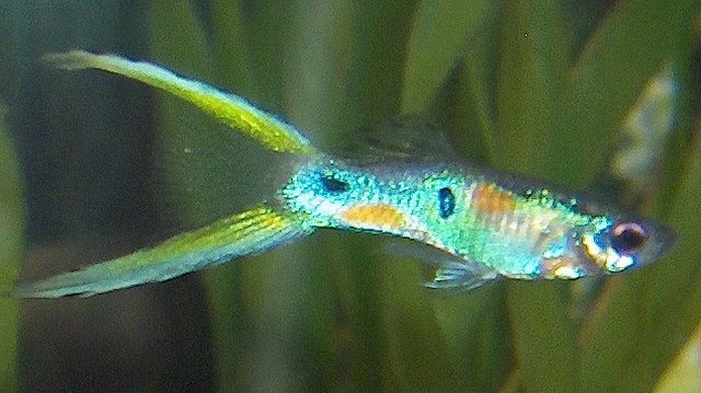 Fancy Lyretail Guppy  Fish Photo Exotic Tropical 