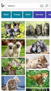 kitten images small.