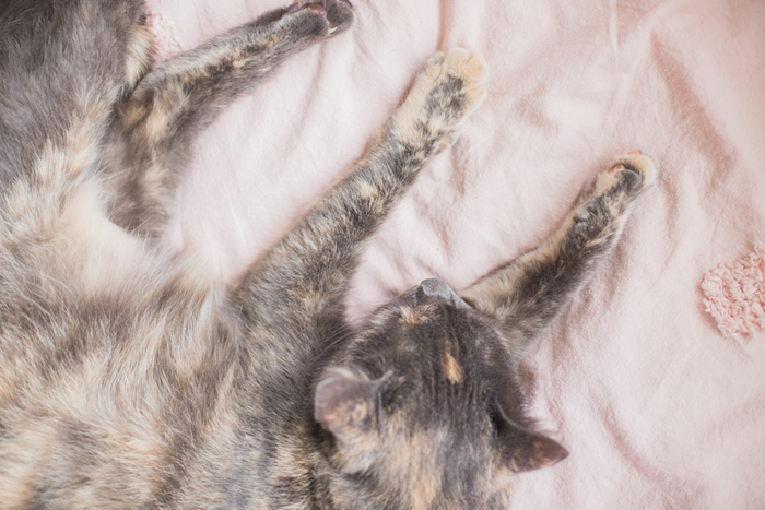peachy the cat