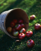 bucket of apples