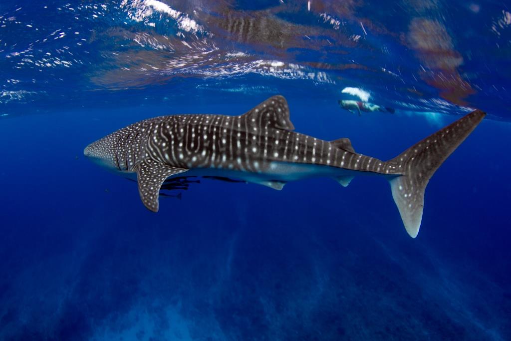 Swimming with a Whale Shark - Ningaloo Reef - Western Australia