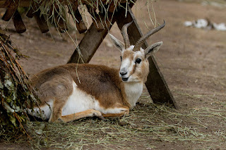 The Goitred Gazelle