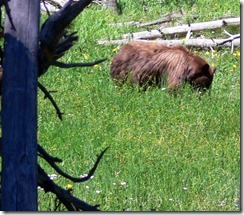grizzly