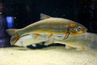 Tribolodon hakonensis