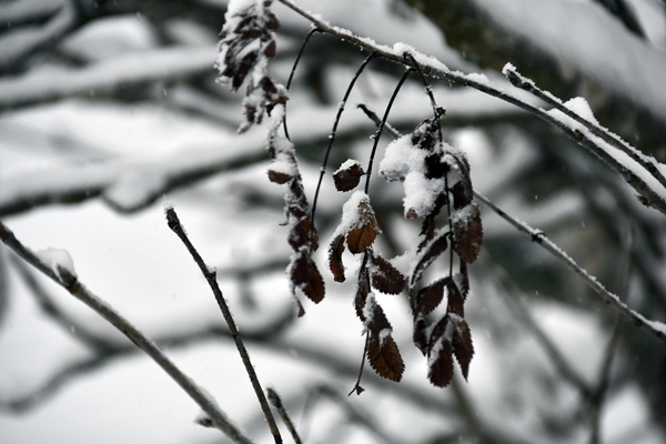 løv med snø