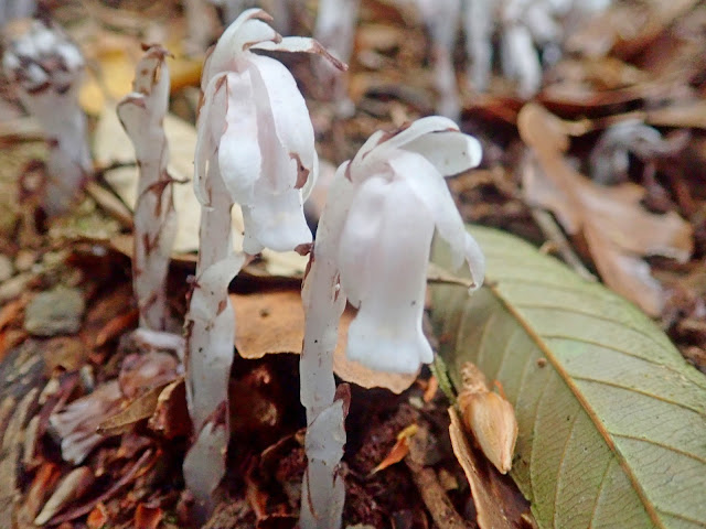 水晶蘭