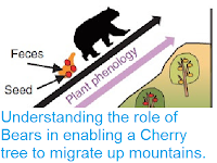 http://sciencythoughts.blogspot.com/2016/04/understanding-role-of-bears-in-enabling.html