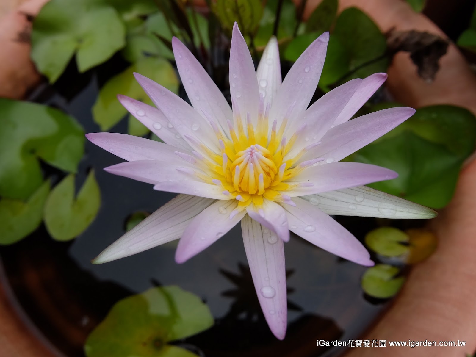 七月開的花 15年7月igarden 頂樓花園實錄 園藝部落格 Igarden 花寶愛花園園藝文摘plus