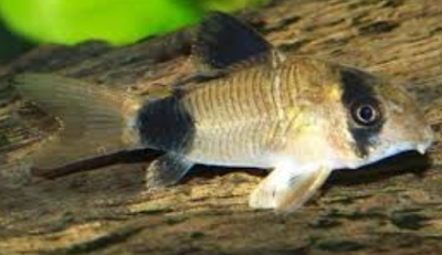 corydoras panda