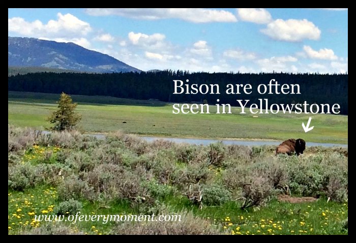 Yellowstone, Bison