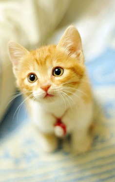 Adorable yellow  kitten Annie Many