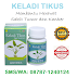 Obat Tumor dan Kanker - Keladi Tikus. Jakarta, Bogor, Jogja, Surabaya dan seluruh Indonesia