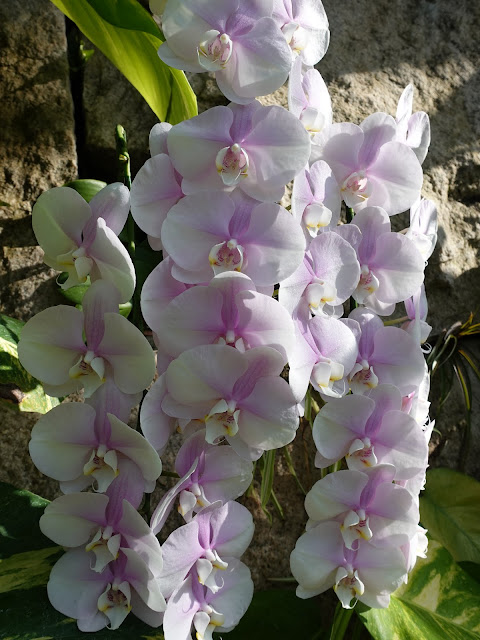 とっとり花回廊の胡蝶蘭