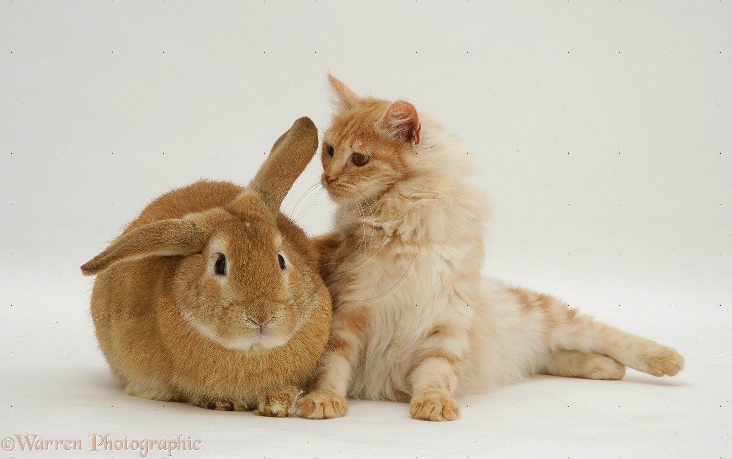 Foto dan Gambar Kucing Anggora yang lucu