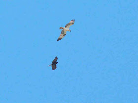 Crow chasing Osprey