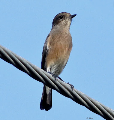 V female perched on a wire."