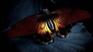 mariposa linda