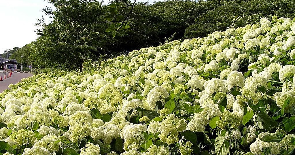 すごいぞ 埼玉 埼玉アジサイの名所 幸手市権現堂桜堤の紫陽花