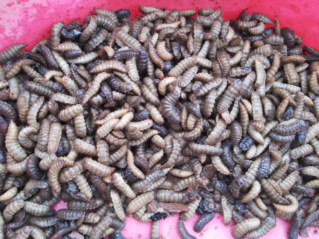 What Do Maggots Look Like