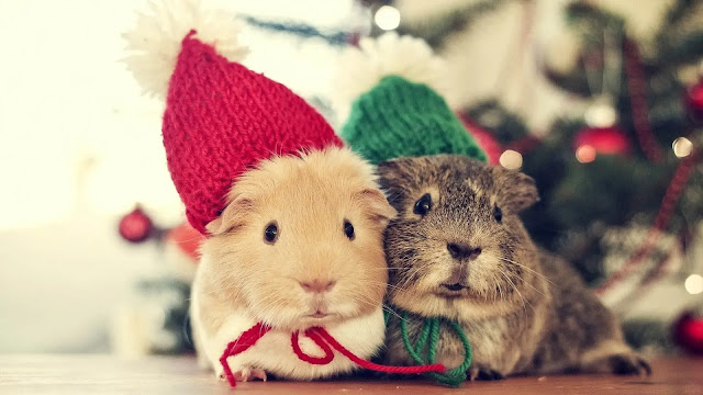 Guinea Pigs