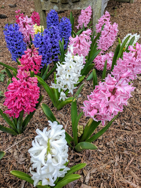 Національний дендрарій США, Вашингтон, округ Колумбія (United States National Arboretum, Washington, D.C)