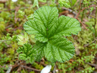 Plaquebière - Rubus chamaemorus - Chicoutai - Chicouté