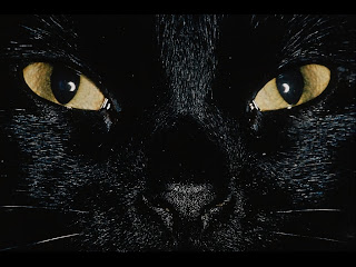 animal black cat face wallpaper
