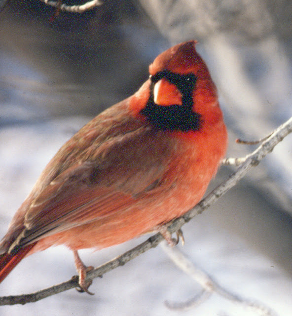 Male Cardinal Bird