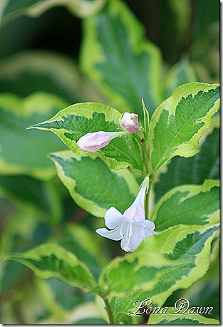 Weigela_Sept9