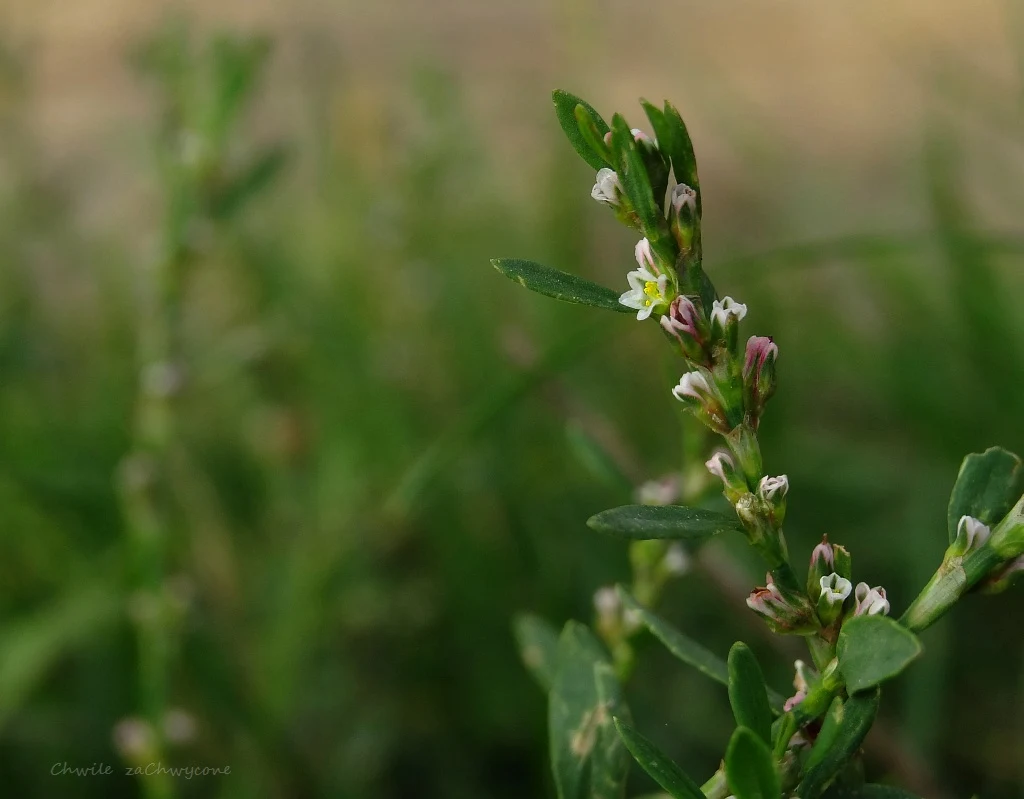 Rdest ptasi, rdest różnolistny, Polygonum aviculare