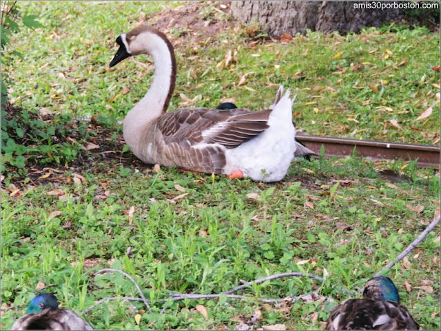 Patos en las Islas de Toronto 