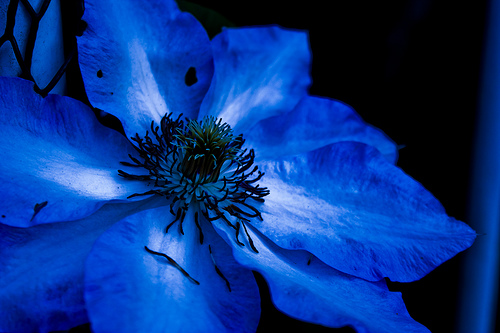 which the Blue Flower will