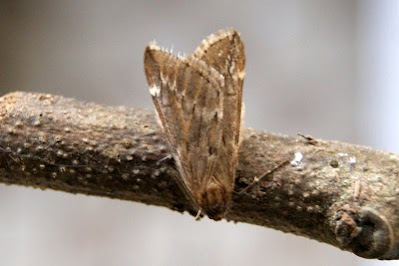 Voorjaarsboomspanner - Iere Beamspanner - Alsophila aescularia