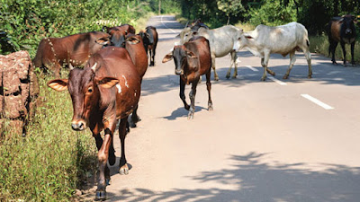 ভারতে গো-রক্ষা নীতিতে কৃষকরা ক্ষতিতে