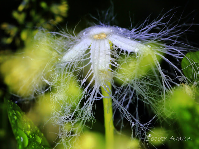 Trichosanthes cucumeroides