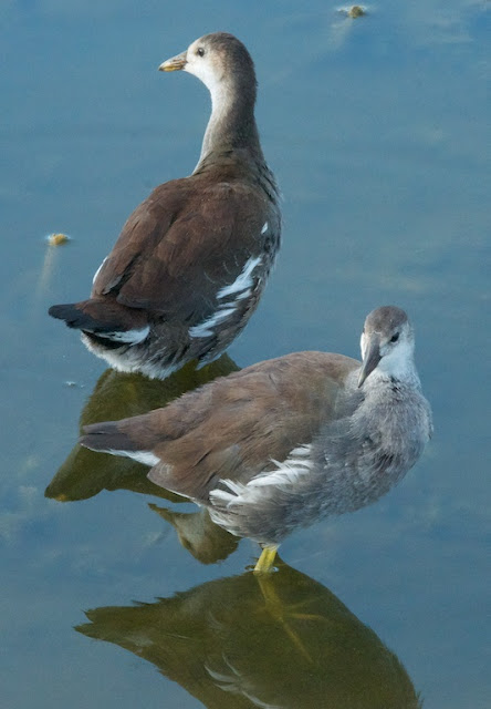 Common Gallinule (Gallinula galeata